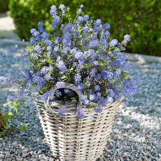 Ceanothus 'Blue Sapphire'