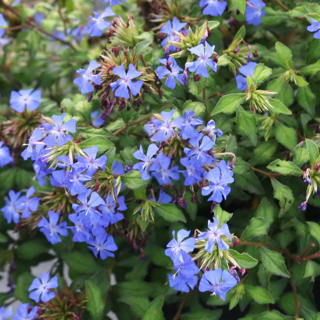 Ceratostigma plumbaginoides