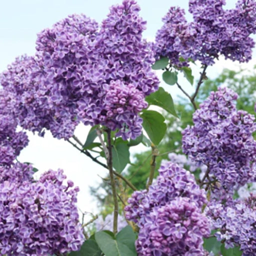 Syringa ‘Clarkes Giant'