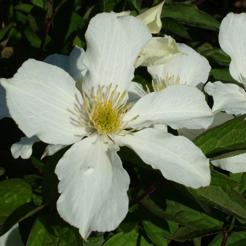 Clematis montana Snowflake