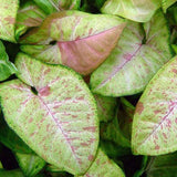 Syngonium Confetti