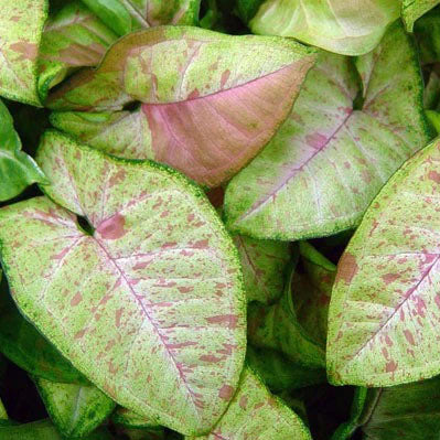 Syngonium Confetti
