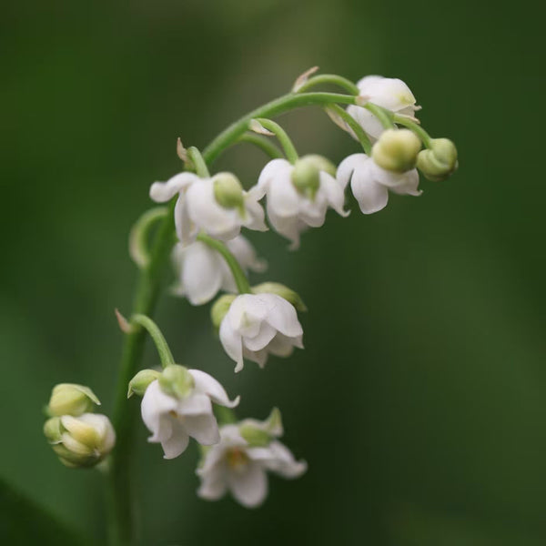 Convallaria majalis | Lily of the Valley