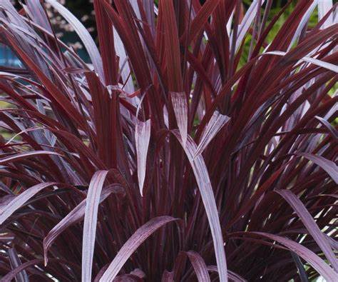 Cordyline Design a Line Burgundy