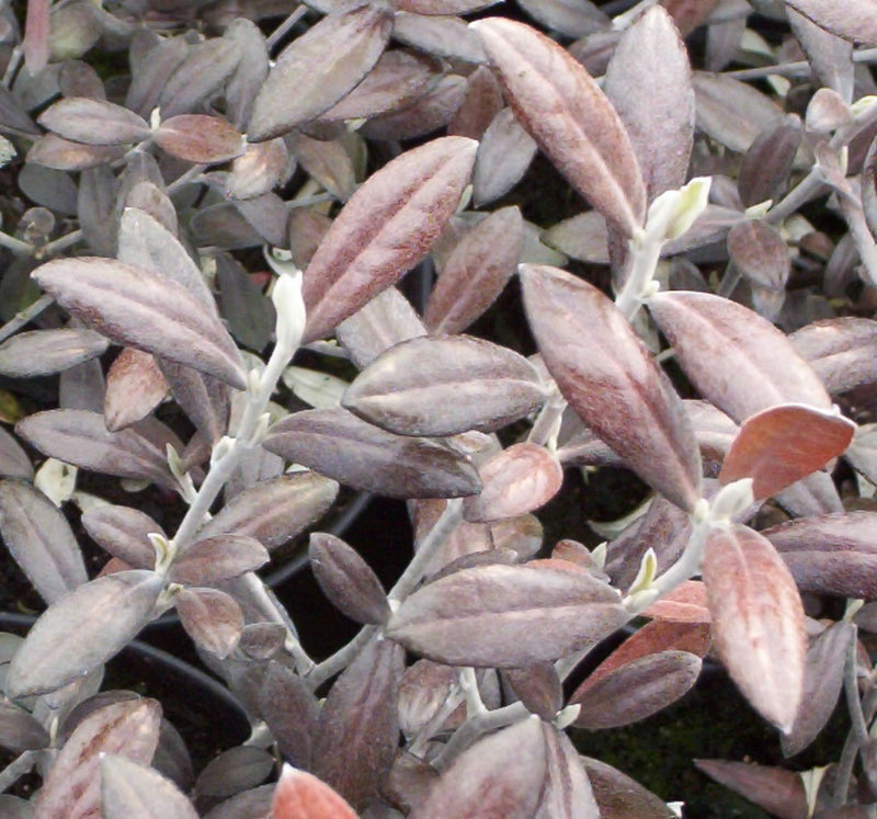 Corokia Frosted Chocolate 70cm Standard