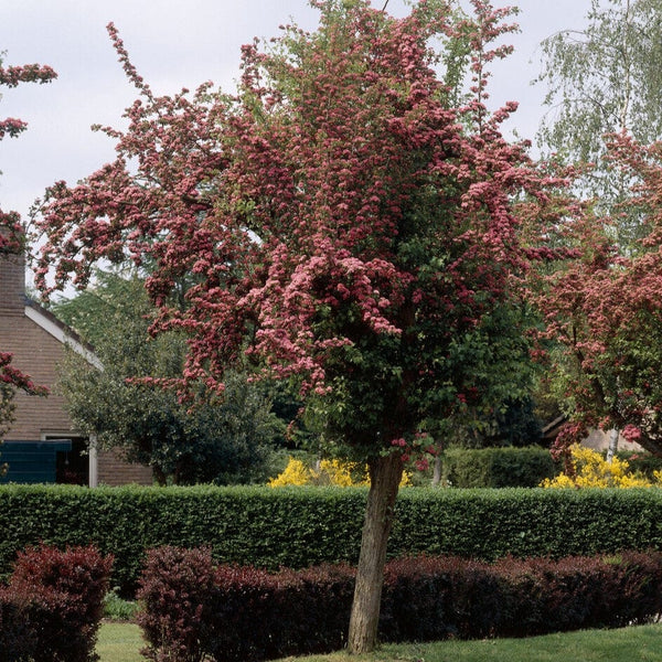 Crataegus ‘Roseo Plena’