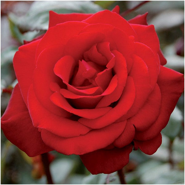 Rose Crimson Bouquet