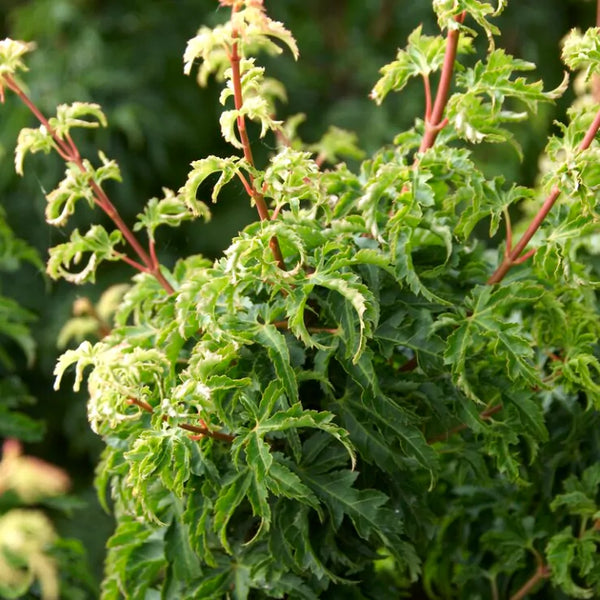 ACER ‘SHISHIGASHIRA’ 40/60 TOPIARY