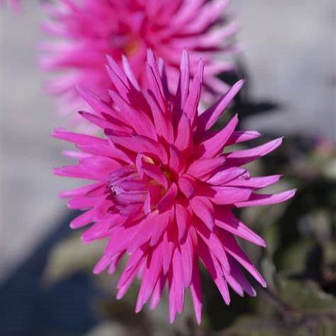 Dahlia Electro Pink