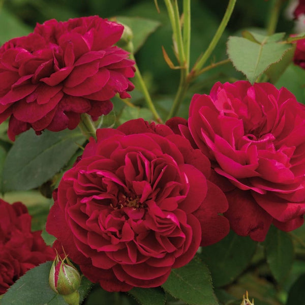 Standard Rose Darcey Bussell