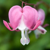 Dicentra spectabilis