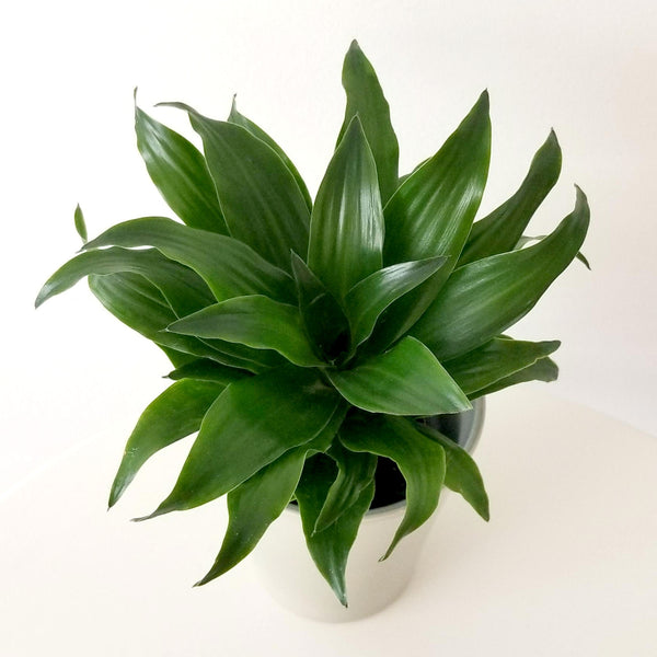 Dracaena | Janet Craig