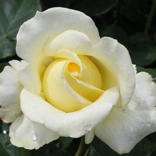Rose Elina