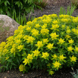 Euphorbia Polychroma