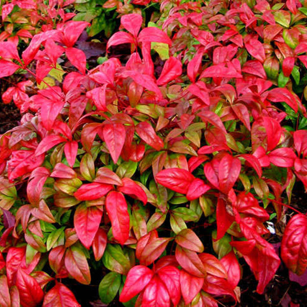 Nandina Firepower