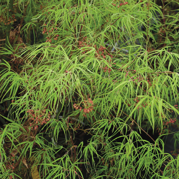 ACER 'KOTO ITO KOMACHI’