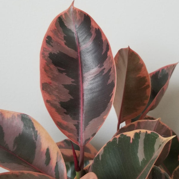 Ficus elastica 'Ruby'