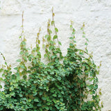 Ficus Pumila Creeping Fig