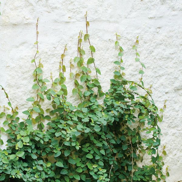 Ficus Pumila - Creeping Fig