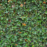Ficus Pumila Creeping Fig