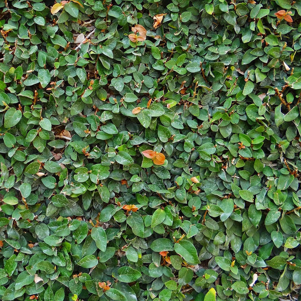 Ficus Pumila - Creeping Fig