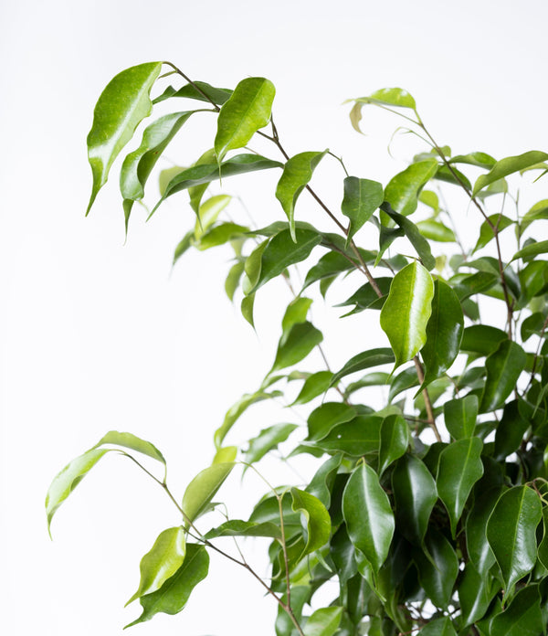 Ficus Benjamina