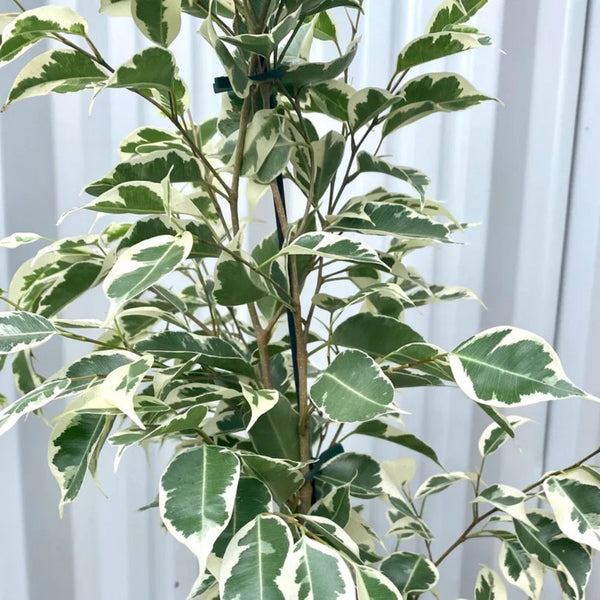 Ficus Benjamina Variegated