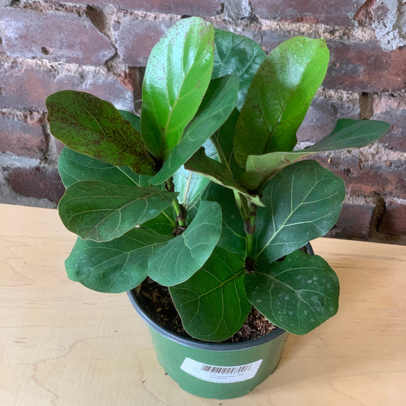 Ficus (Fiddle Leaf Fig) Little Sunshine