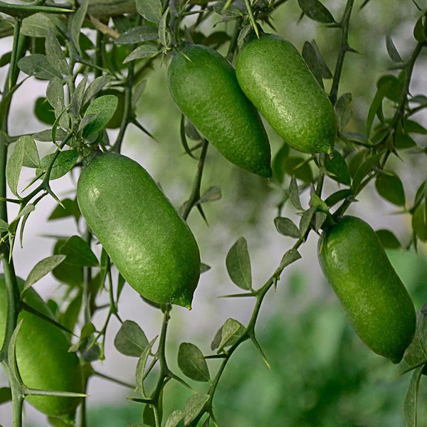 Finger Lime