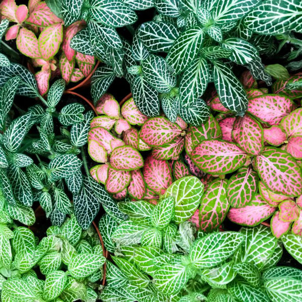 Fittonia Assorted