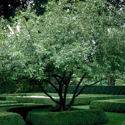 Malus 'Floribunda' 1.7M