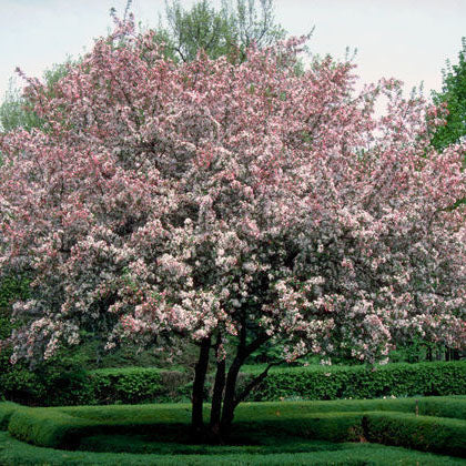 Malus 'Floribunda' 1.7M