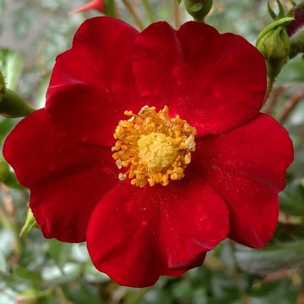 Flower Carpet Rose Red