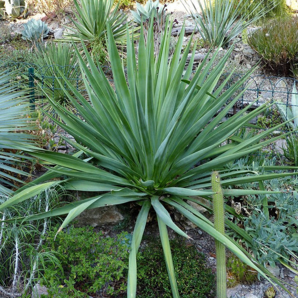 Furcraea guatemalensis