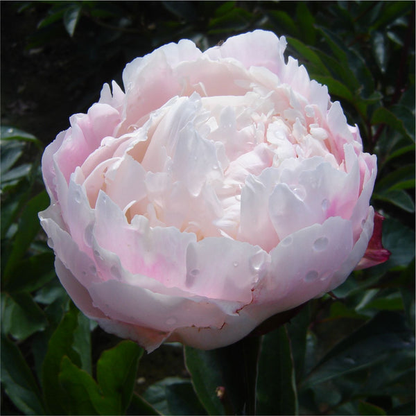 Peony - Gardenia