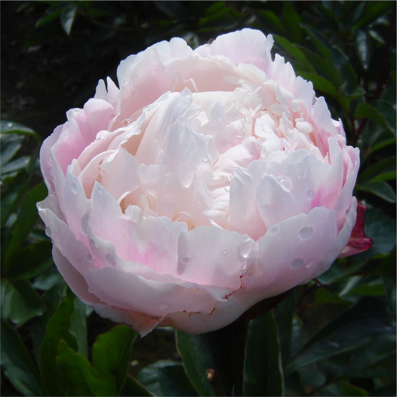 Peony - Gardenia