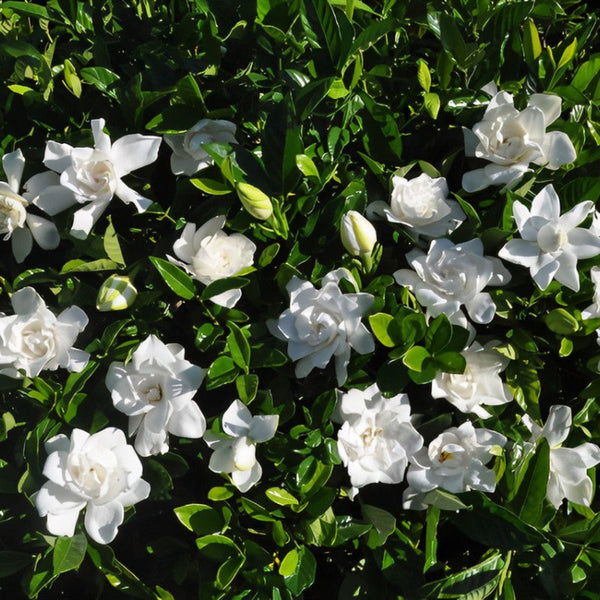 Gardenia Snow Puff