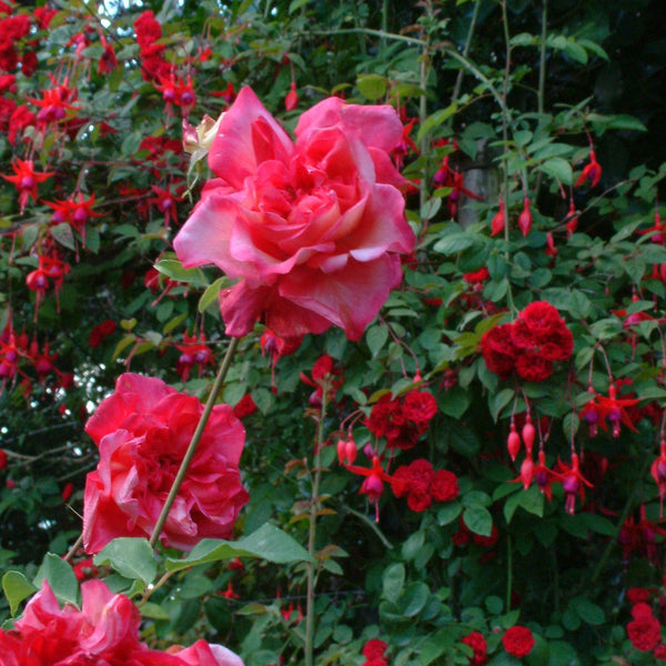 Rose General Gallieni