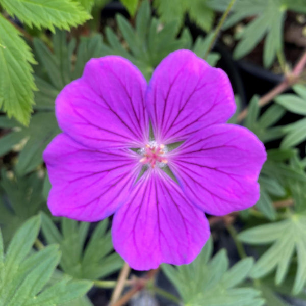 Geranium Tiny Monster