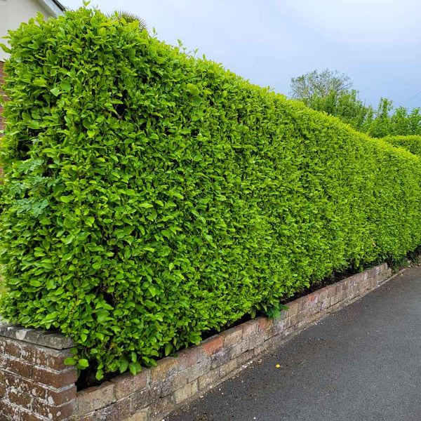 Griselinia Broadway Mint