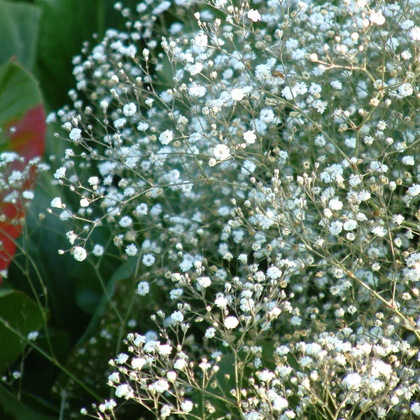 Gypsophila Bristol Fairy