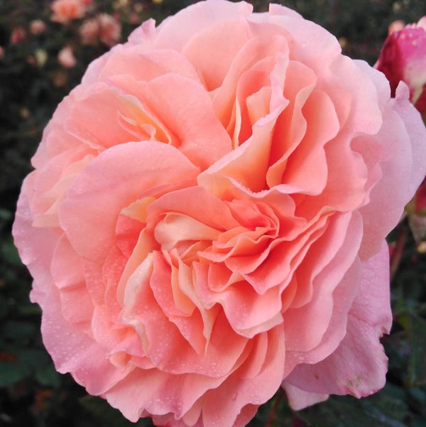 Rose Hayley Westenra