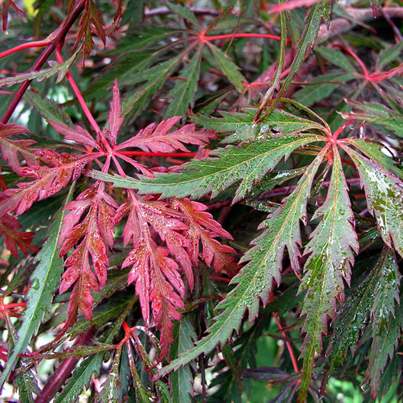 ACER ‘HEARTBEAT’ 40/60 TOPIARY