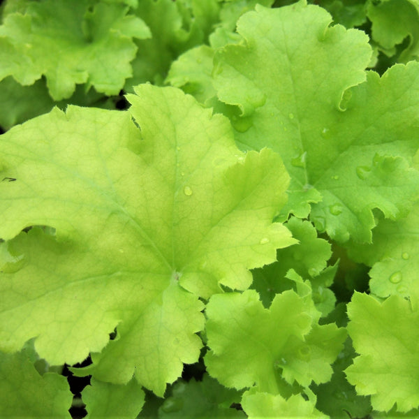 Heuchera Lime Marmalade