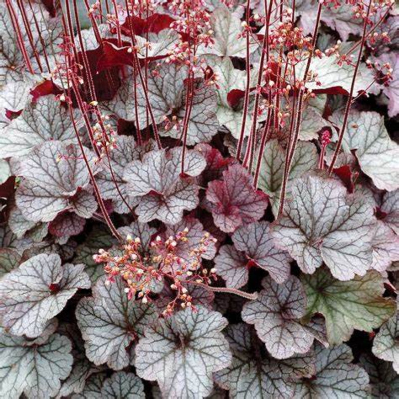 Heuchera  Northern Exposure Silver