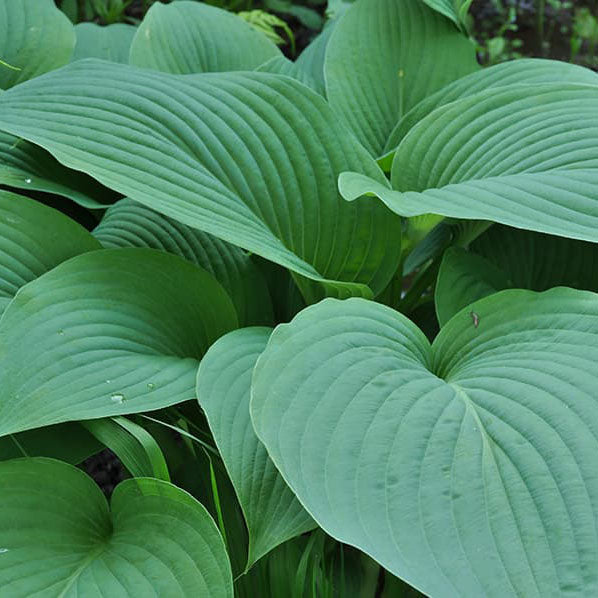 Hosta | Snowden