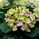 Hydrangea | Rembrants | Vibrant verde