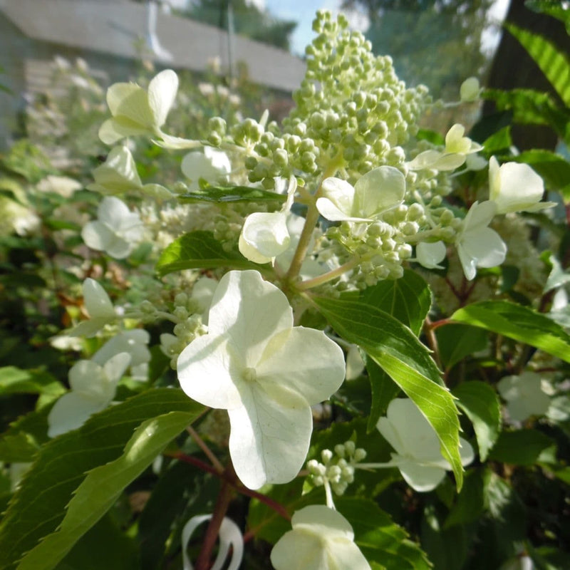 Hydrangea Kyusu