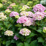 Hydrangea | Rembrants | Vibrant verde