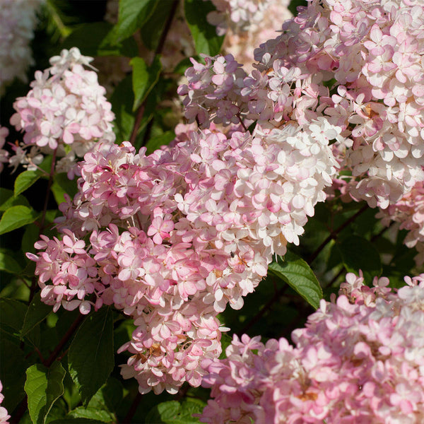 Hydrangea Sundae Fraise